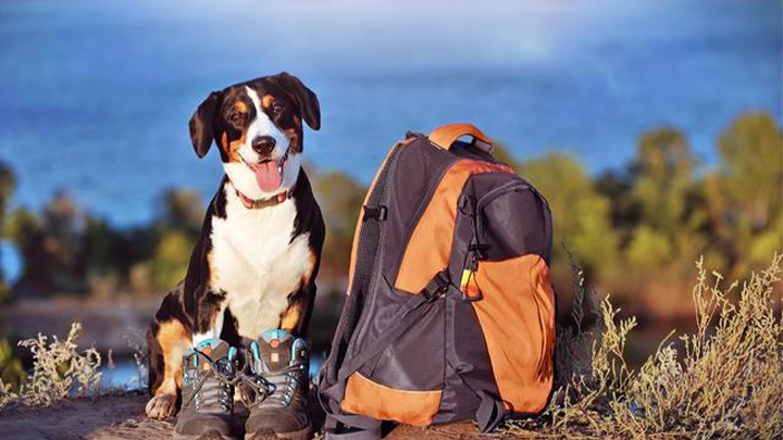 How to travel with my pet?
